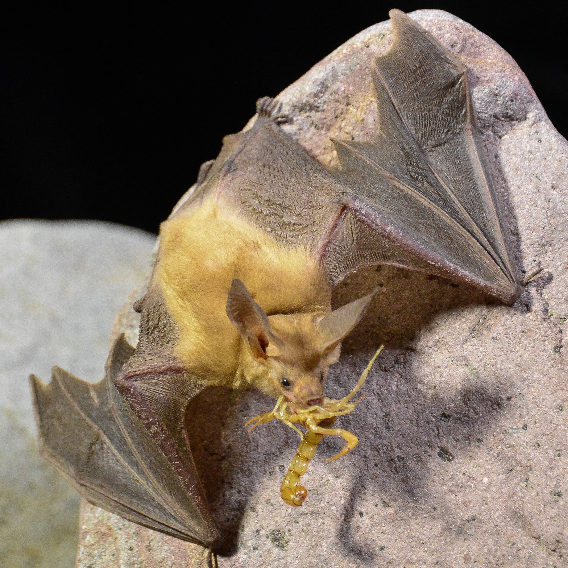 Ecology of Desert Bats