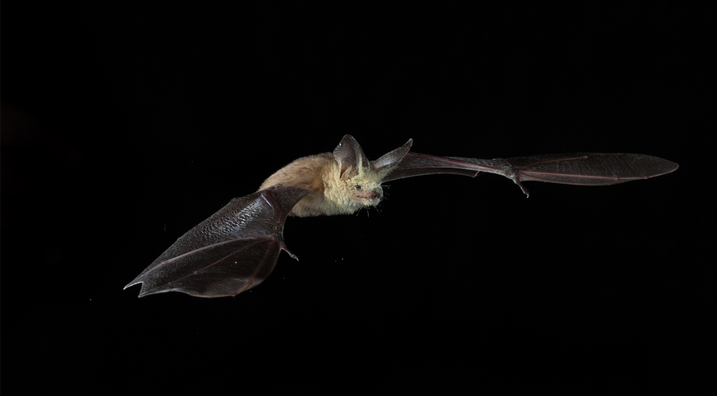 Bats01